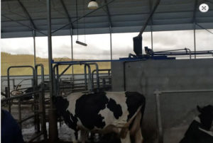instalaciones ganaderas para vacas